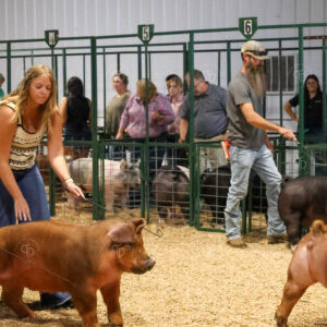 Old Timer's 4-H Swine Show