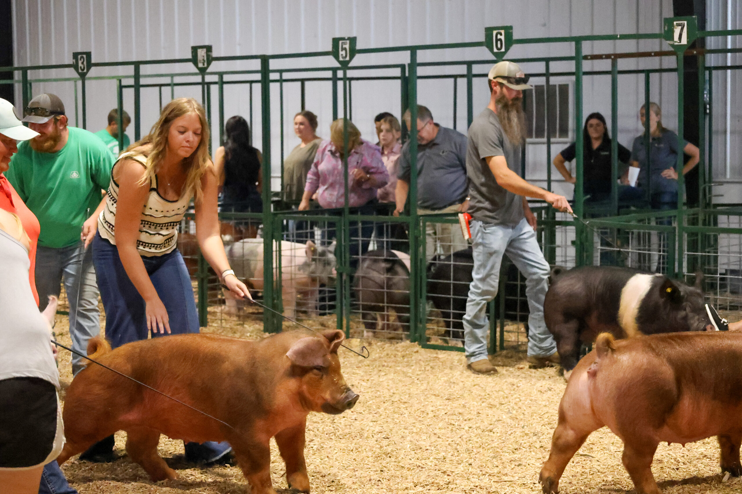 Old Timer's 4-H Swine Show