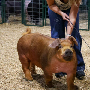 Old Timer's 4-H Swine Show
