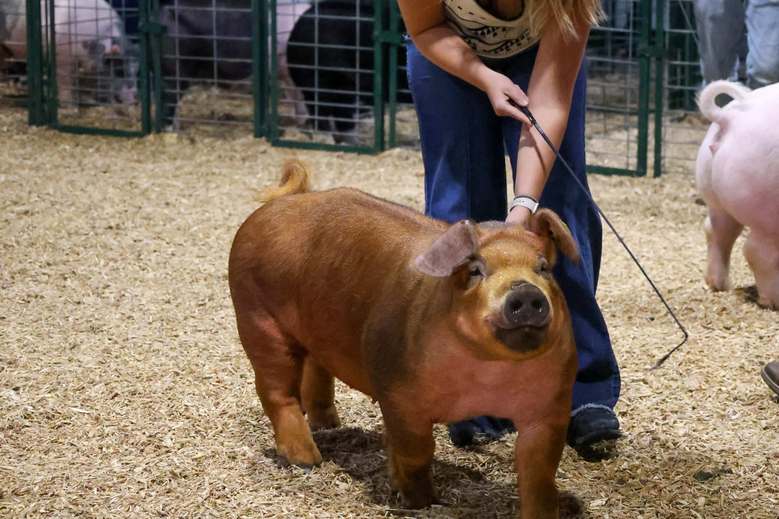 Old Timer's 4-H Swine Show