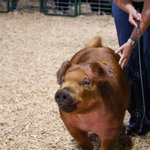 Old Timer's 4-H Swine Show