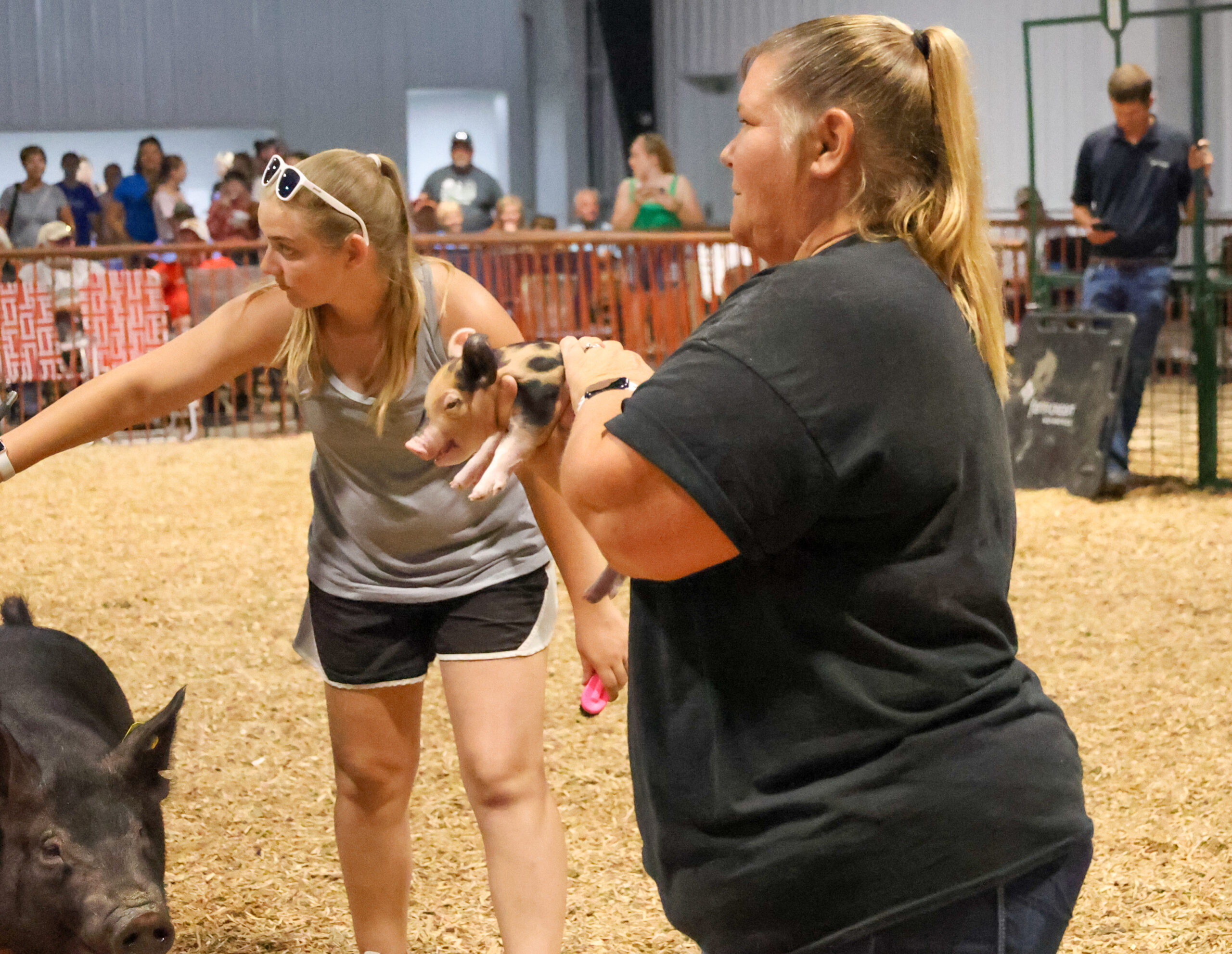 Old Timer's 4-H Swine Show