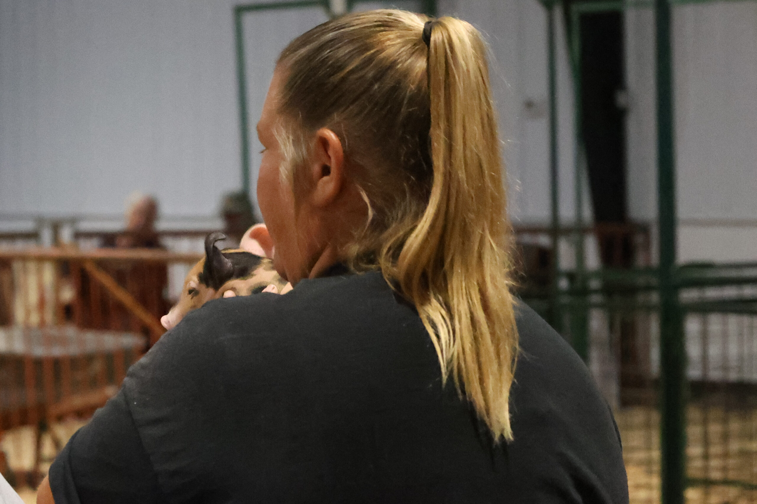 Old Timer's 4-H Swine Show