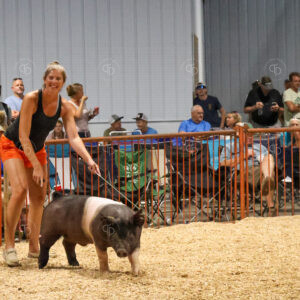 Old Timer's 4-H Swine Show