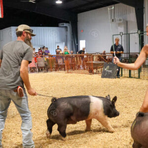 Old Timer's 4-H Swine Show