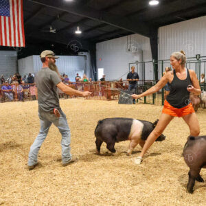 Old Timer's 4-H Swine Show