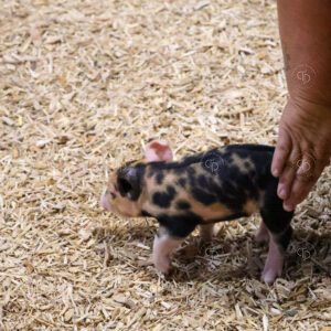 Old Timer's 4-H Swine Show
