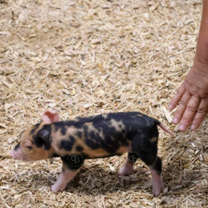 Old Timer's 4-H Swine Show
