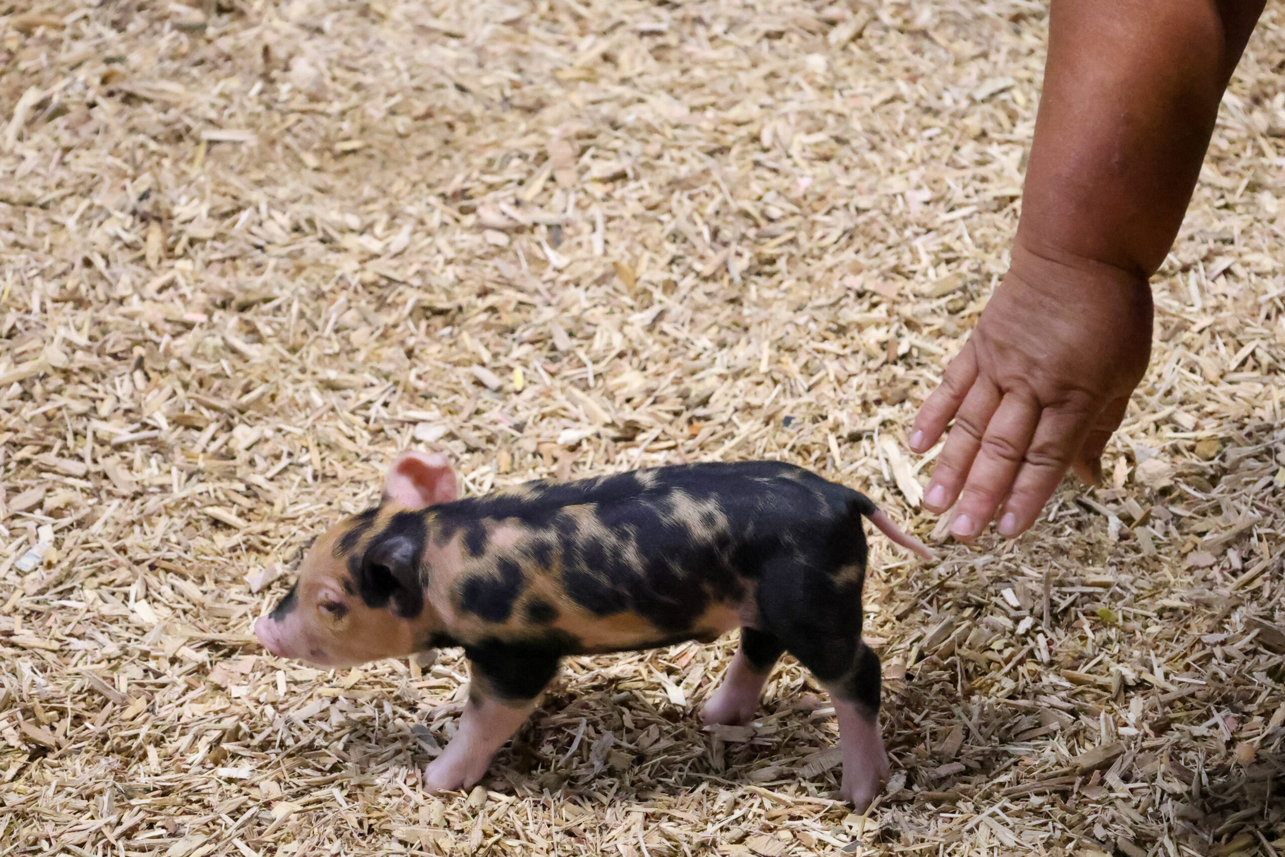 Old Timer's 4-H Swine Show