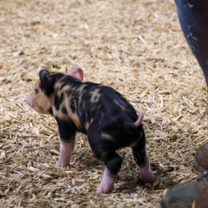 Old Timer's 4-H Swine Show