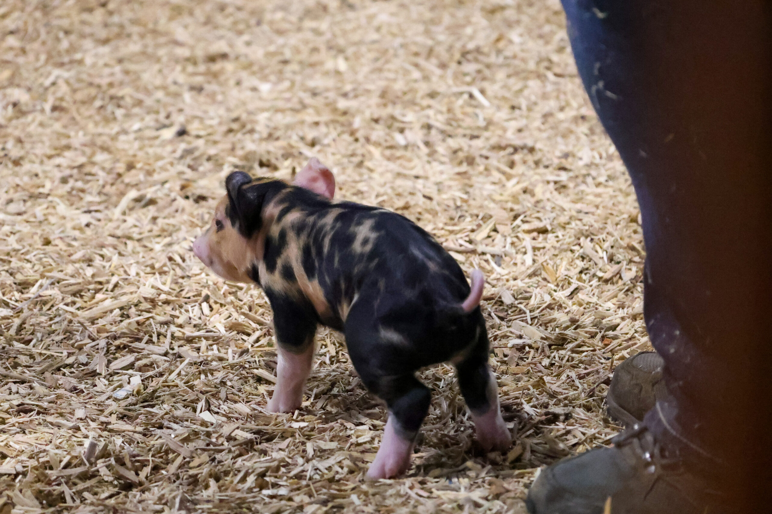 Old Timer's 4-H Swine Show