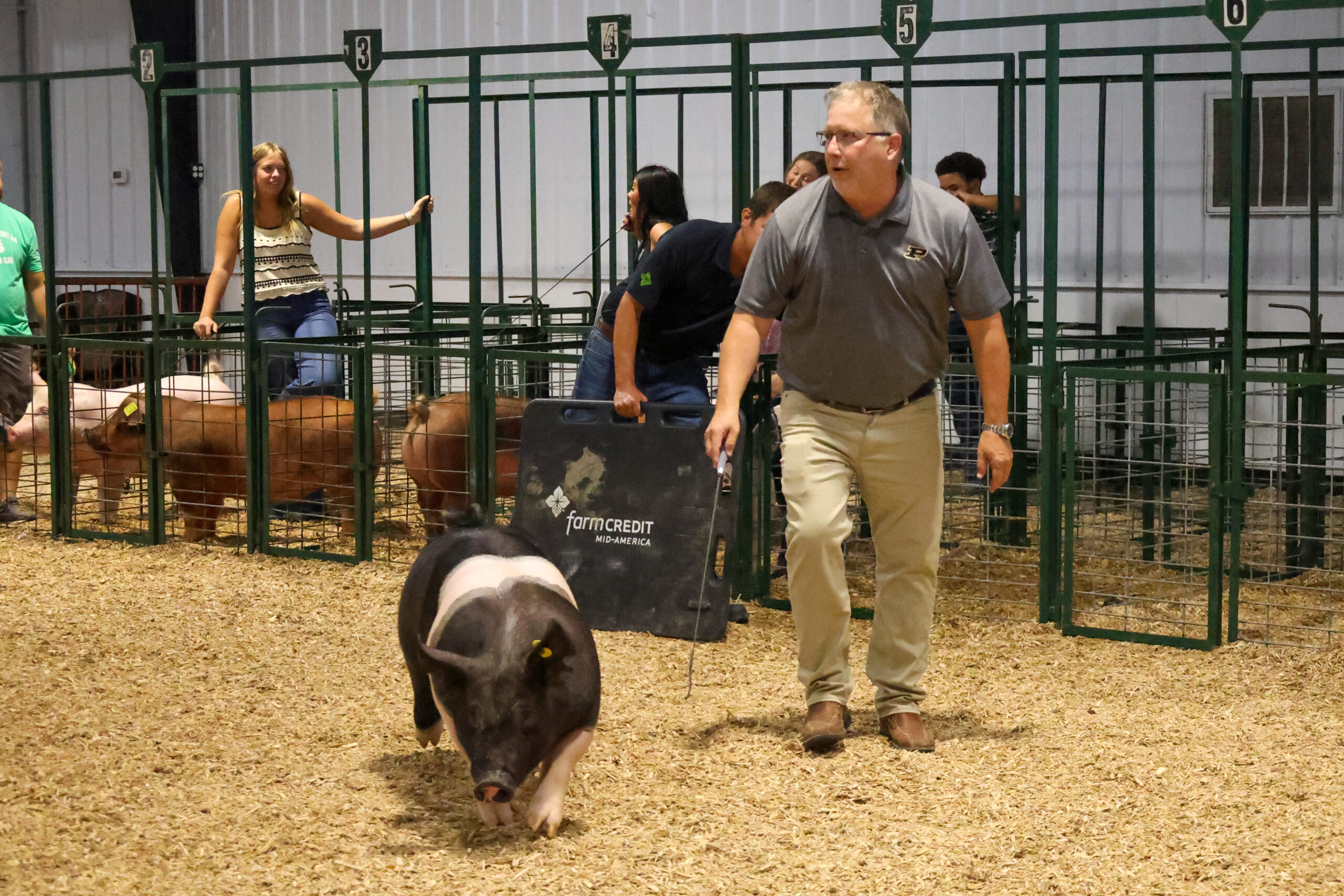 Old Timer's 4-H Swine Show