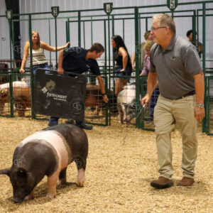 Old Timer's 4-H Swine Show