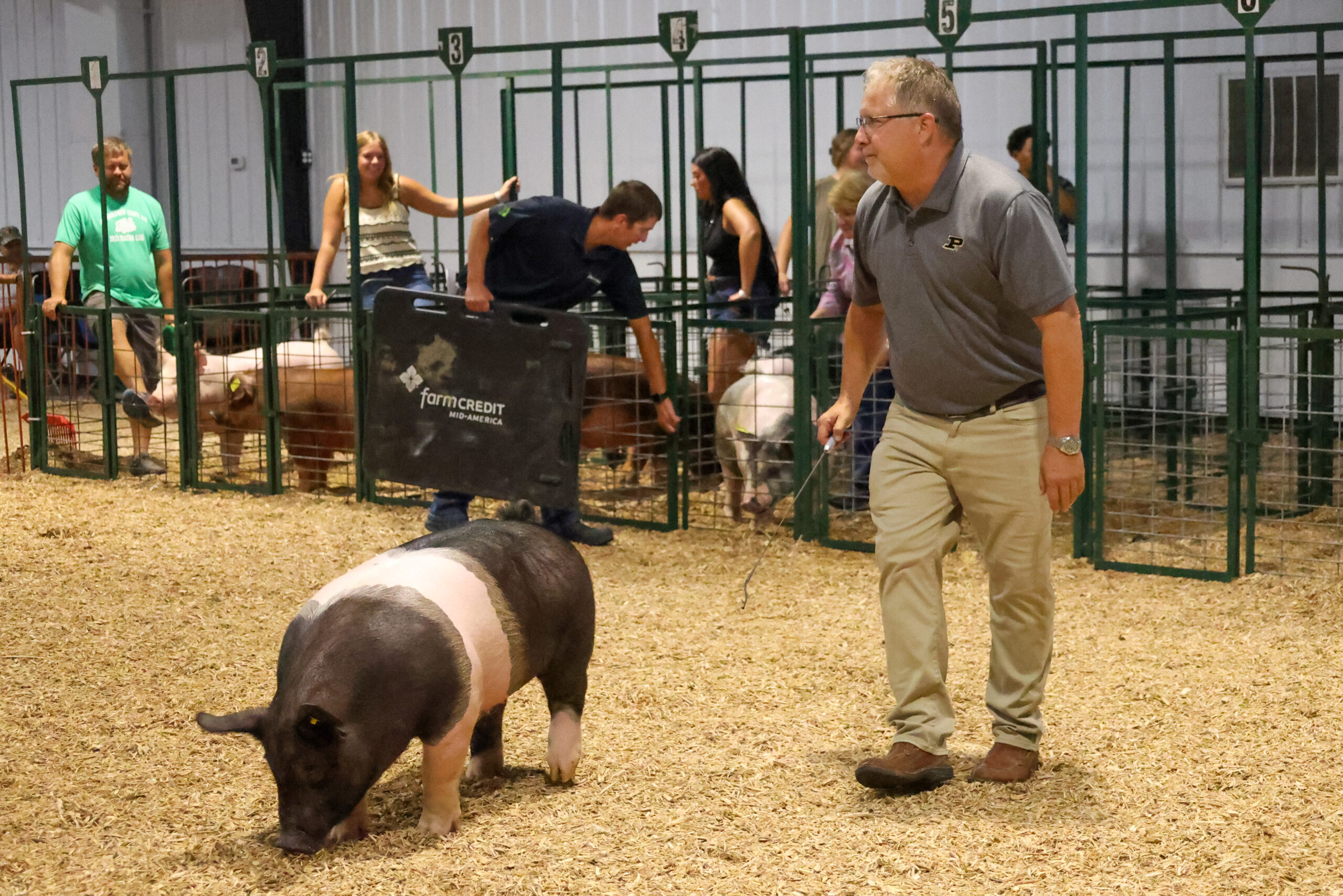 Old Timer's 4-H Swine Show