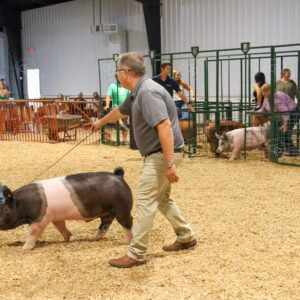 Old Timer's 4-H Swine Show