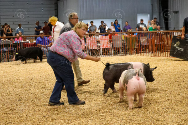 Old Timer's 4-H Swine Show
