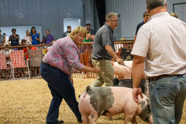 Old Timer's 4-H Swine Show