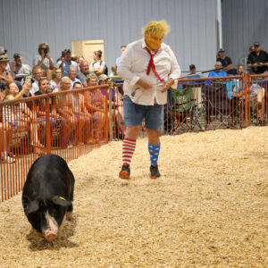 Old Timer's 4-H Swine Show