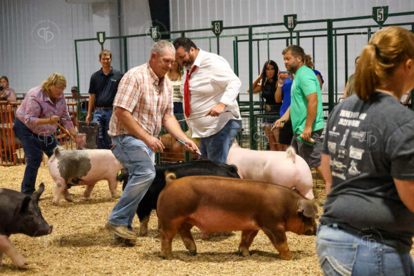 Old Timer's 4-H Swine Show