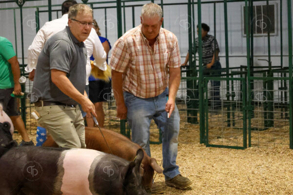 Old Timer's 4-H Swine Show