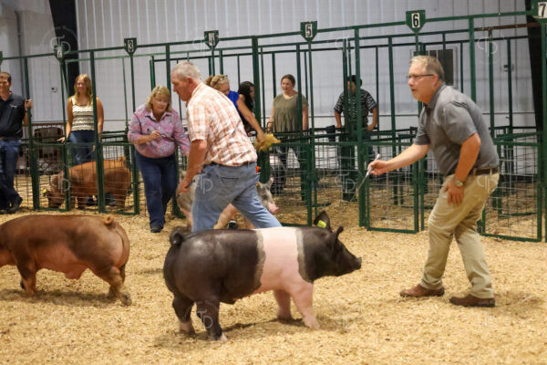 Old Timer's 4-H Swine Show