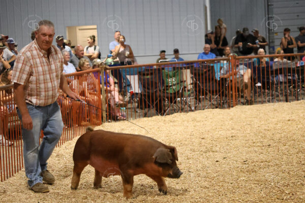 Old Timer's 4-H Swine Show