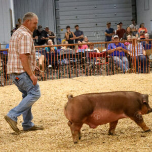 Old Timer's 4-H Swine Show
