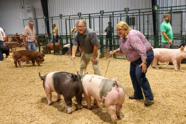 Old Timer's 4-H Swine Show