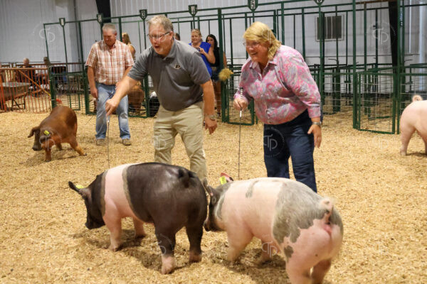 Old Timer's 4-H Swine Show