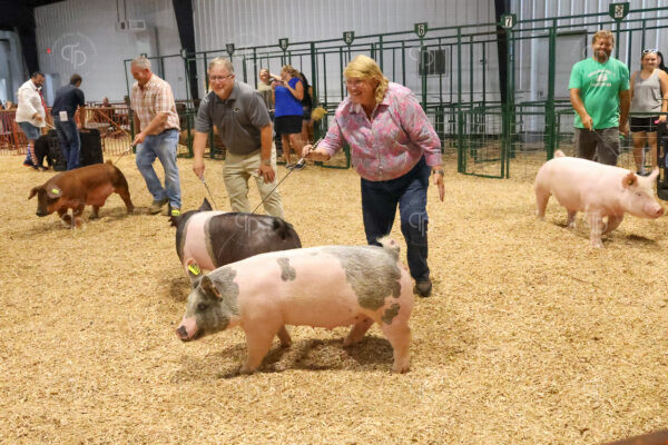 Old Timer's 4-H Swine Show
