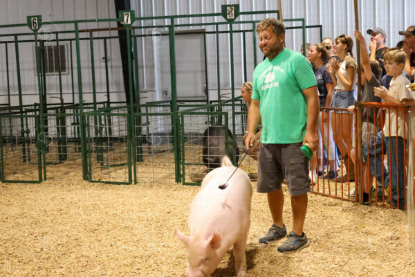 Old Timer's 4-H Swine Show