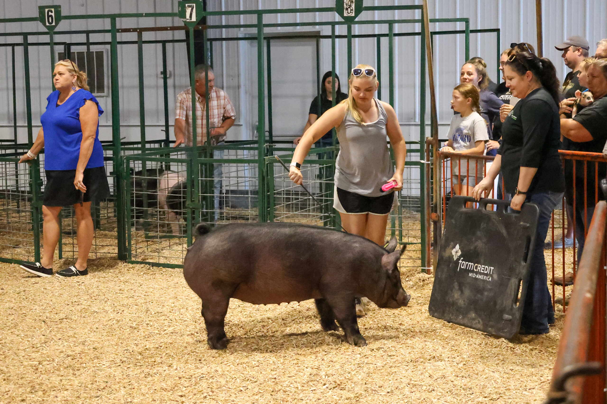 Old Timer's 4-H Swine Show