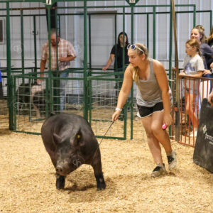 Old Timer's 4-H Swine Show