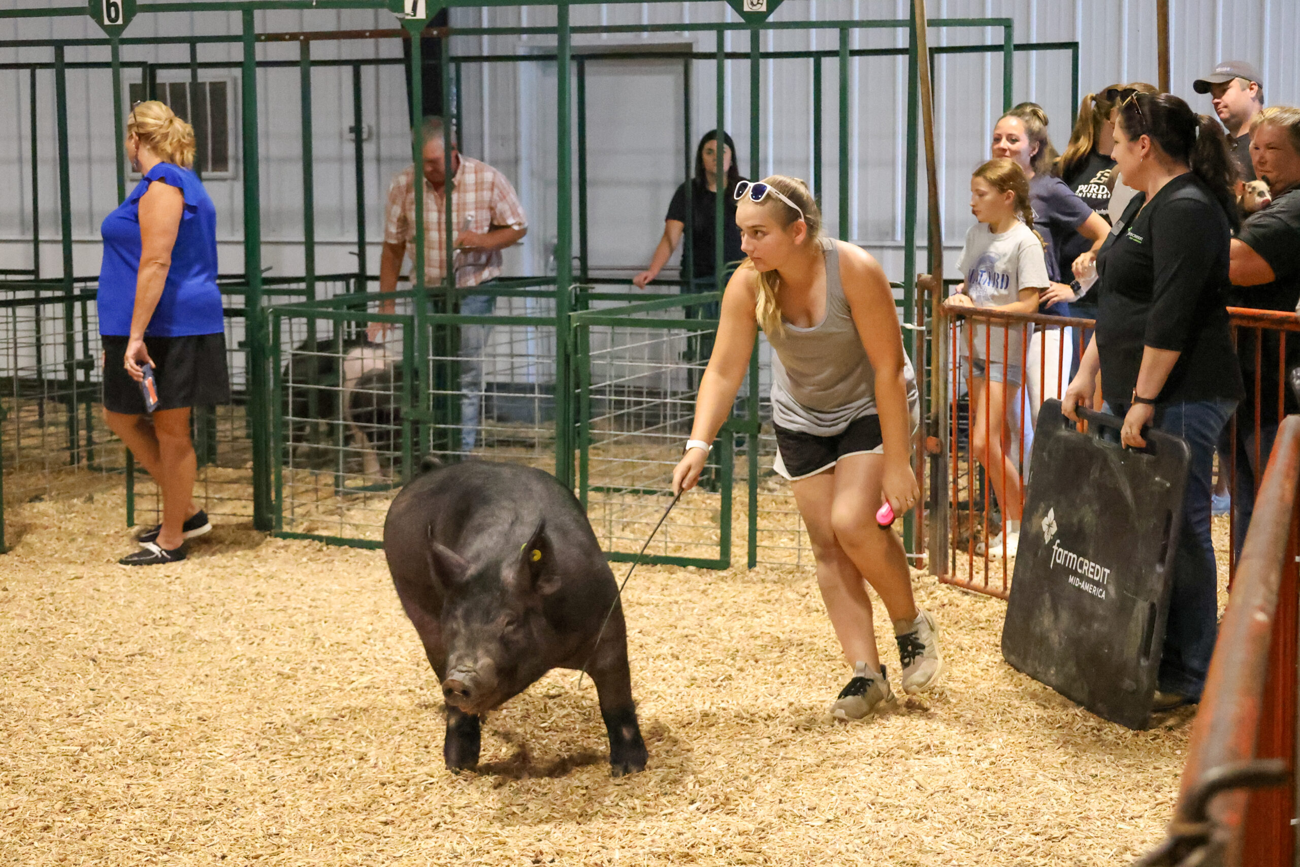 Old Timer's 4-H Swine Show