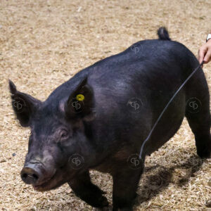 Old Timer's 4-H Swine Show