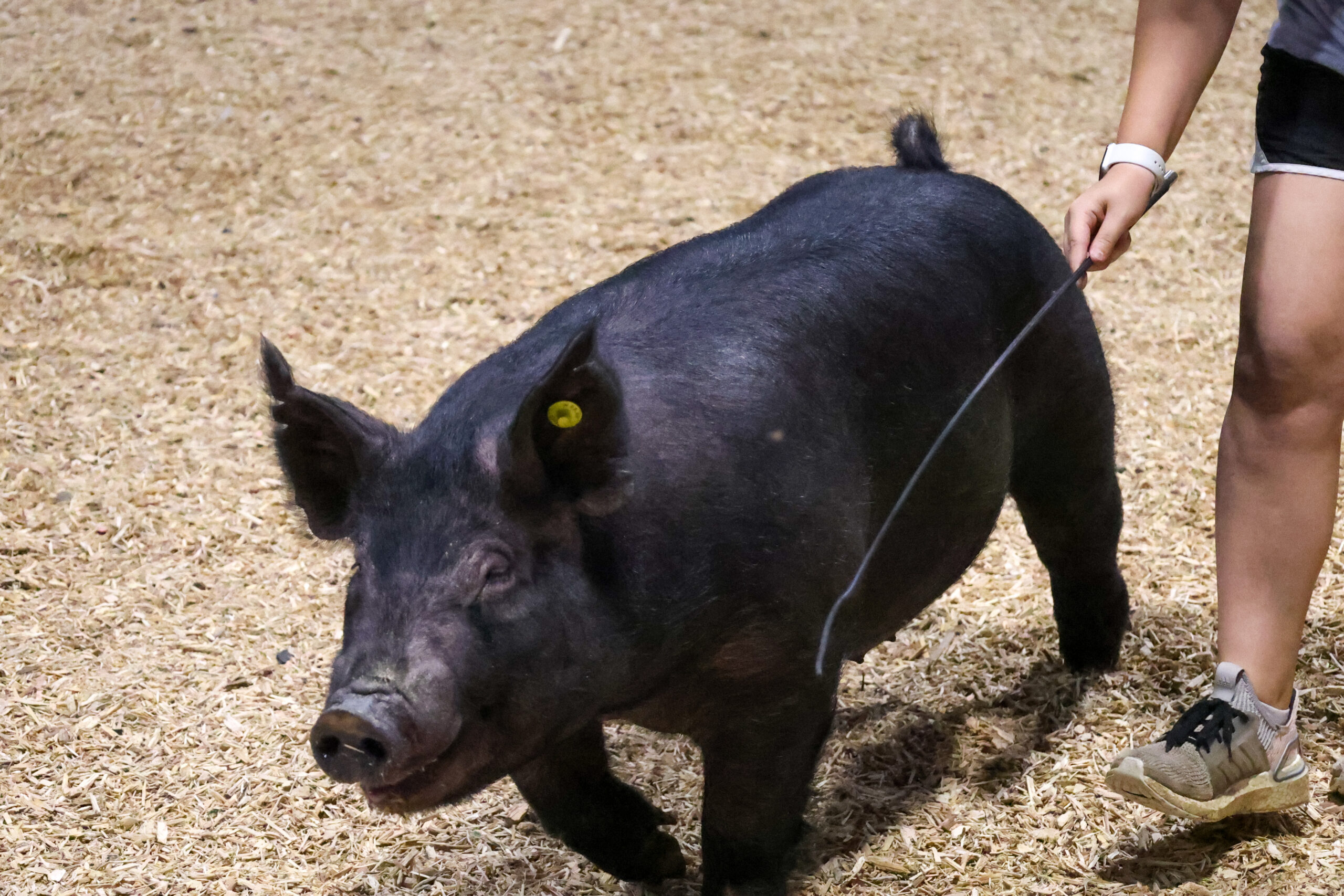 Old Timer's 4-H Swine Show