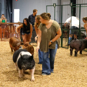 Old Timer's 4-H Swine Show