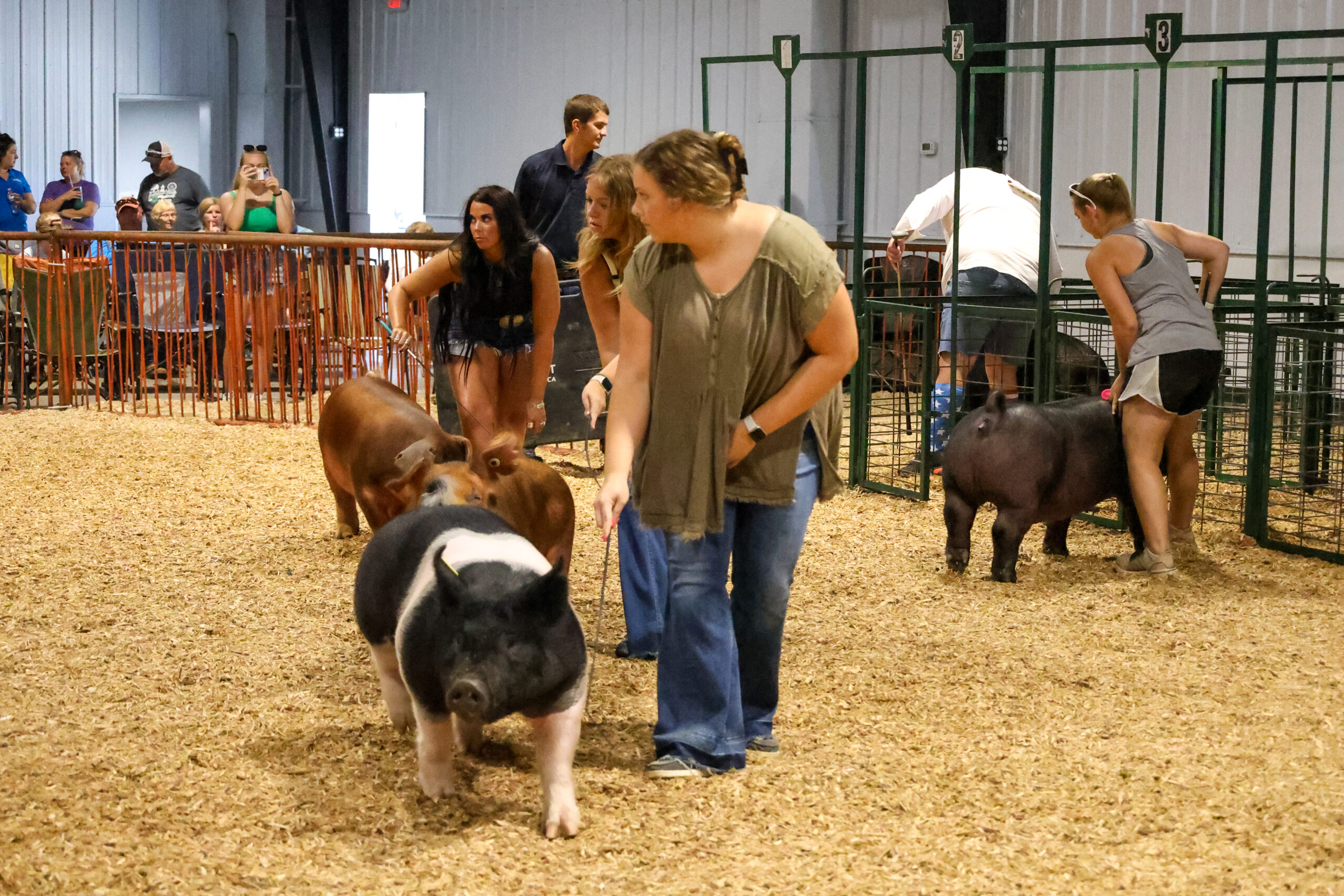 Old Timer's 4-H Swine Show