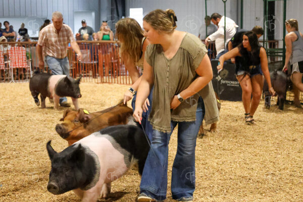 Old Timer's 4-H Swine Show