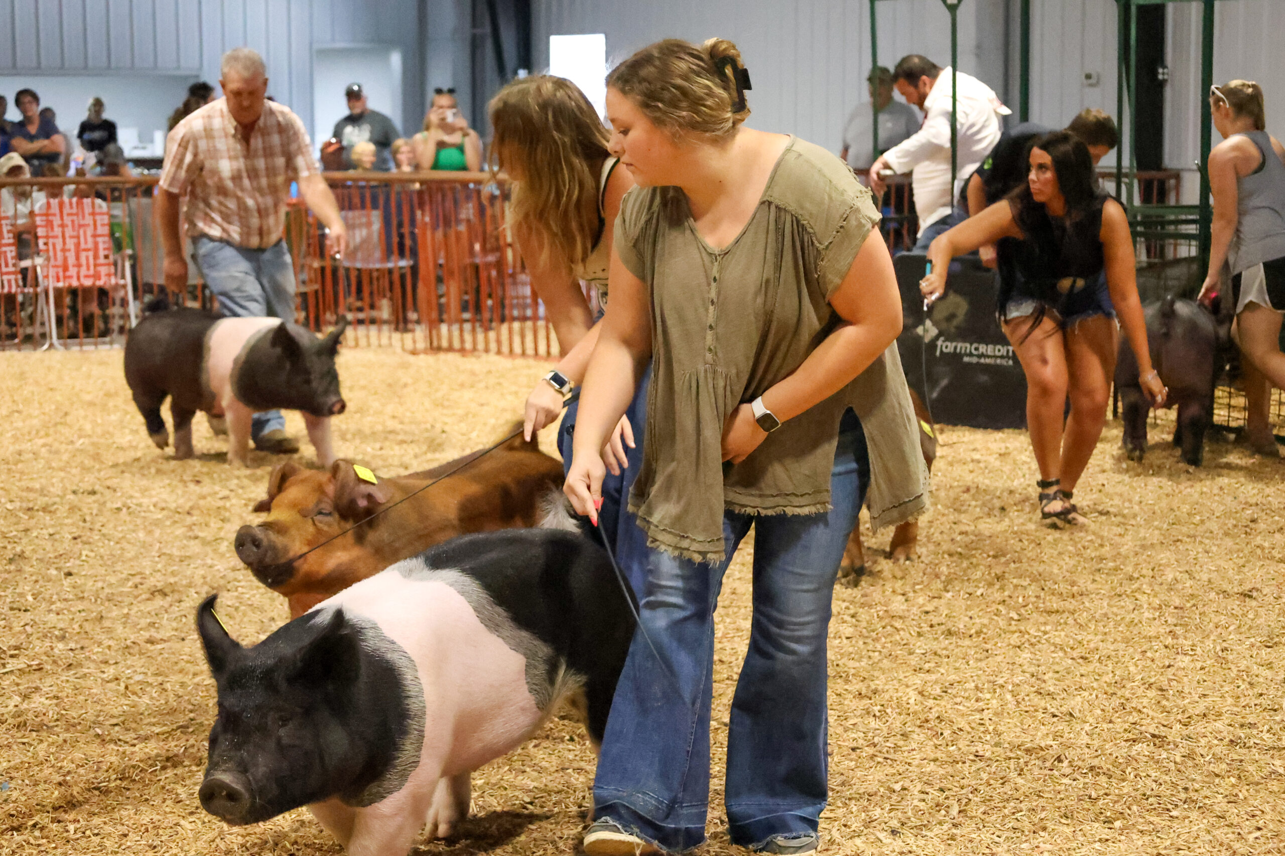 Old Timer's 4-H Swine Show