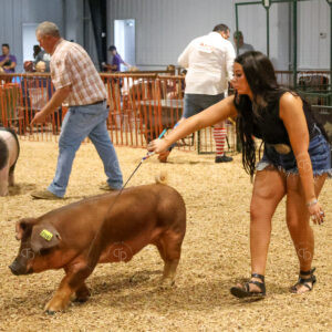 Old Timer's 4-H Swine Show