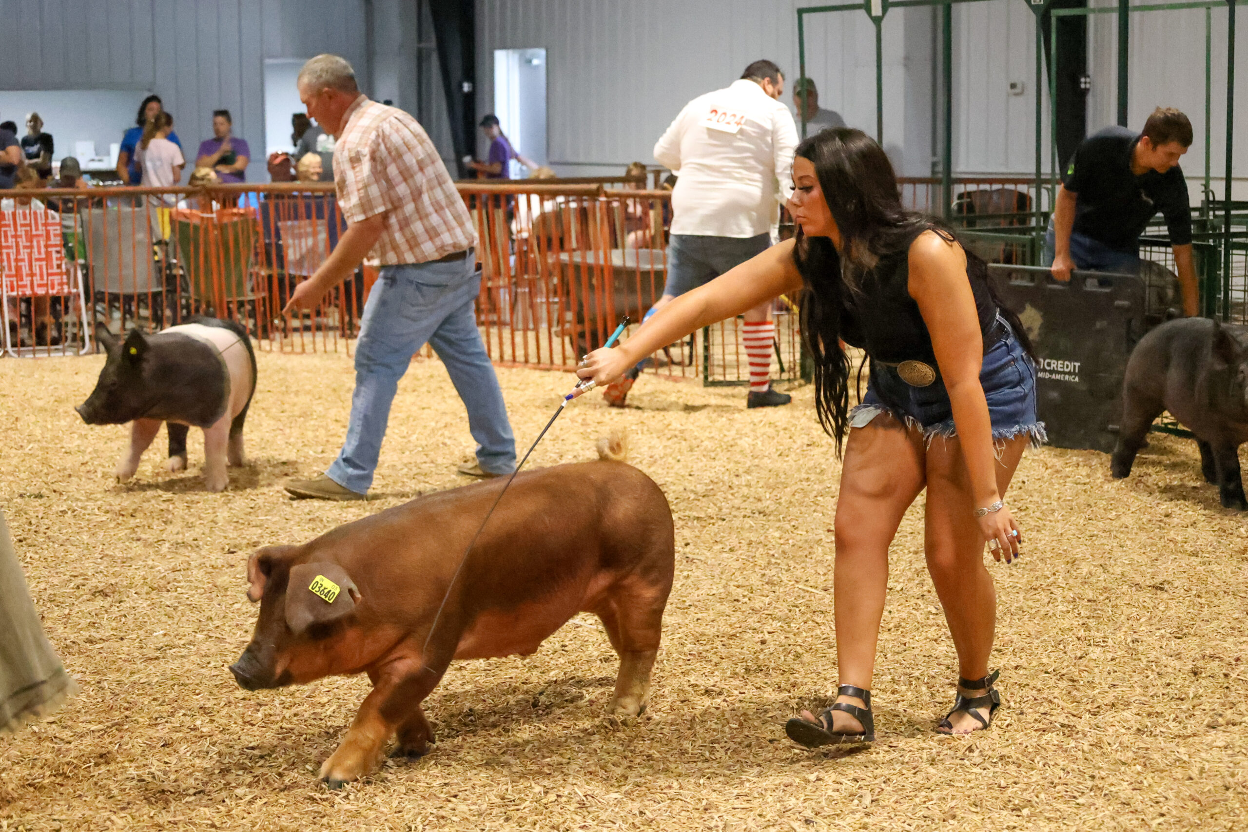 Old Timer's 4-H Swine Show