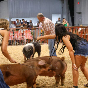 Old Timer's 4-H Swine Show
