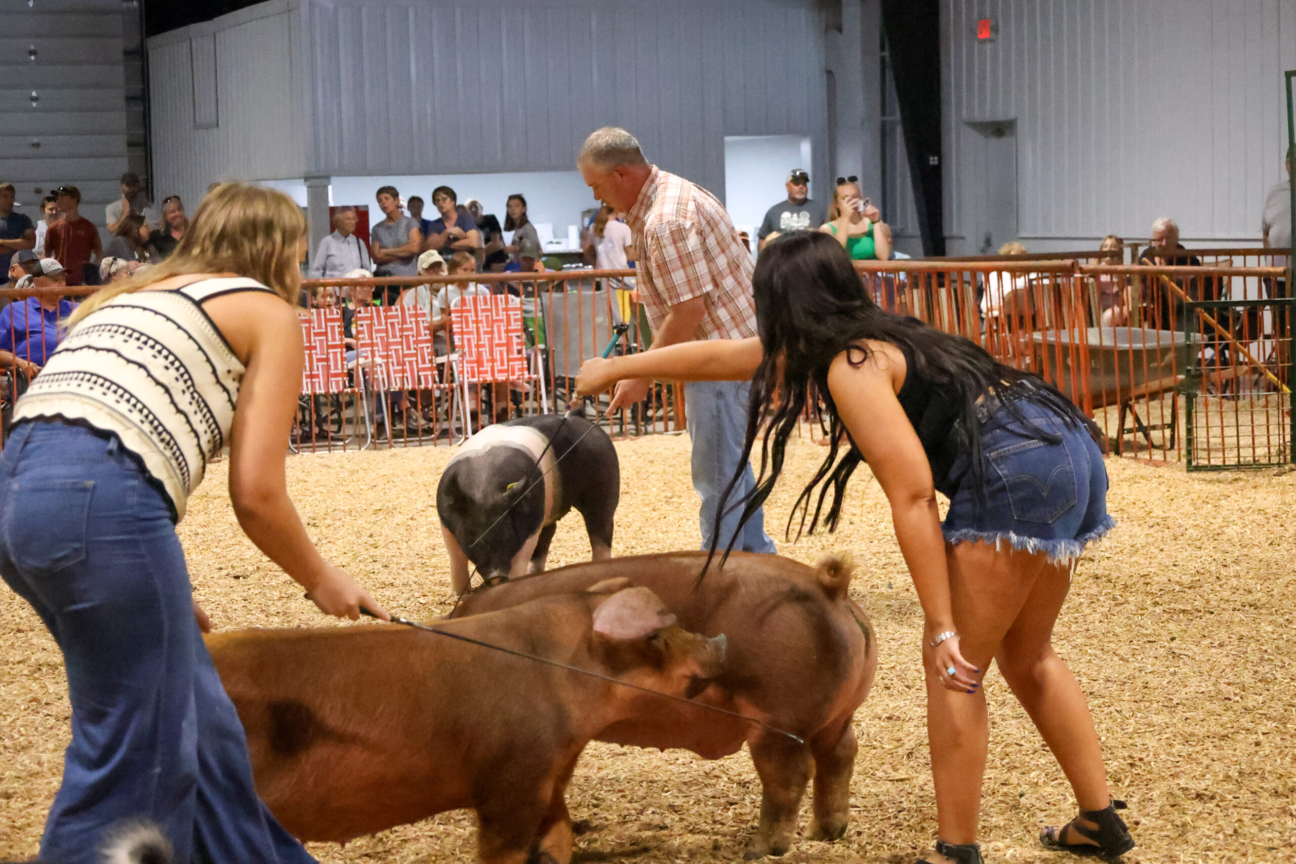 Old Timer's 4-H Swine Show