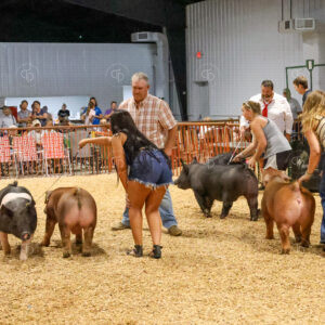 Old Timer's 4-H Swine Show
