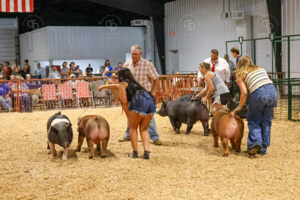 Old Timer's 4-H Swine Show