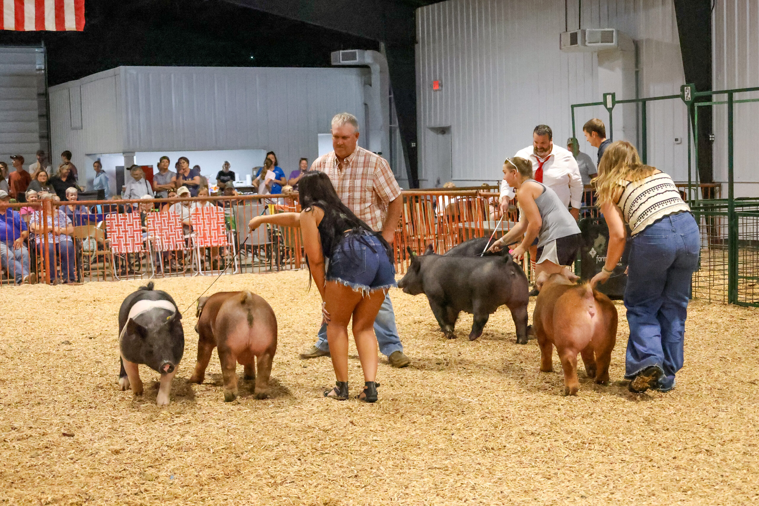 Old Timer's 4-H Swine Show