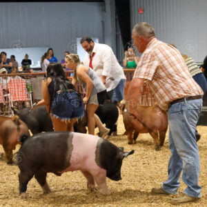 Old Timer's 4-H Swine Show