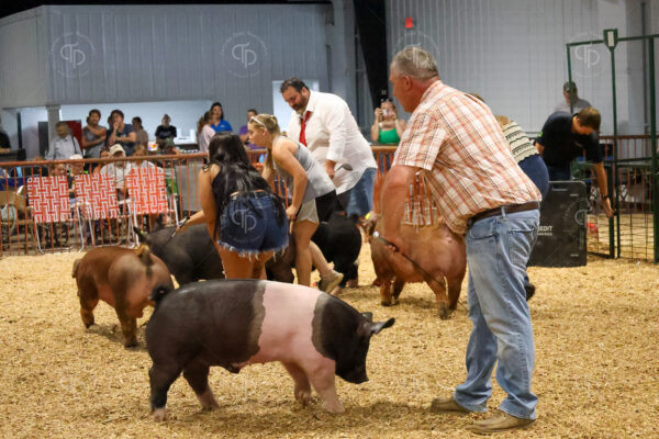 Old Timer's 4-H Swine Show