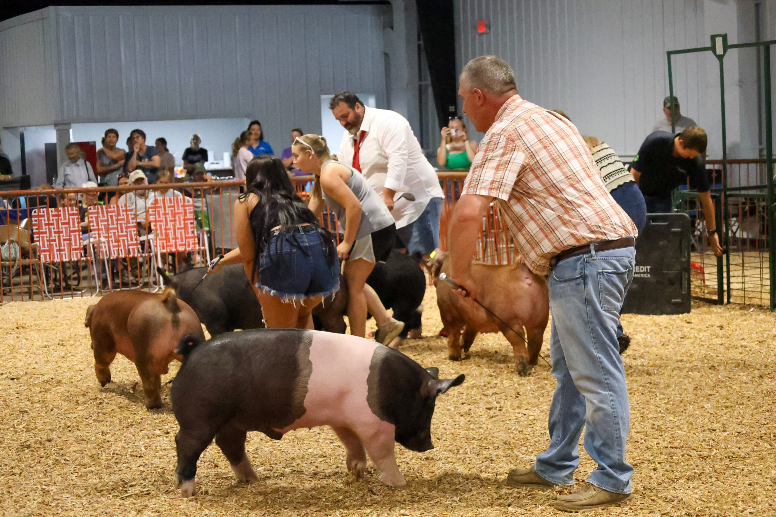 Old Timer's 4-H Swine Show
